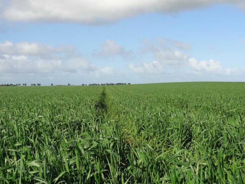 522 Telegraph Road, West Binnu WA 6532