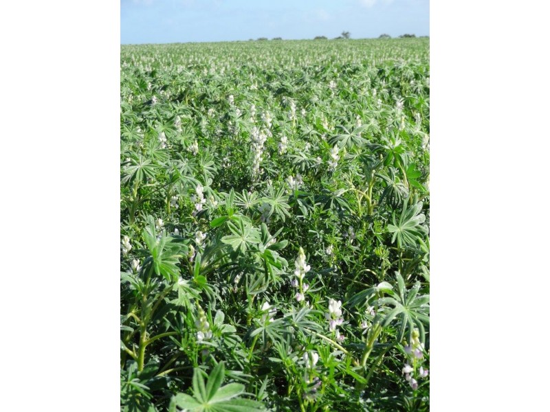 522 Telegraph Road, West Binnu WA 6532