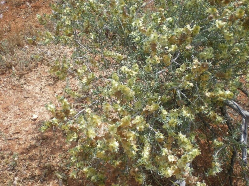 . ‘Kirkalocka Station’, Mount Magnet WA 6638