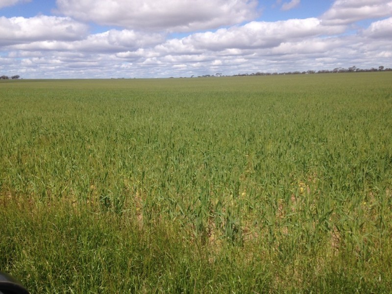 187 Gibb Rock Road, Woolocutty WA 6369