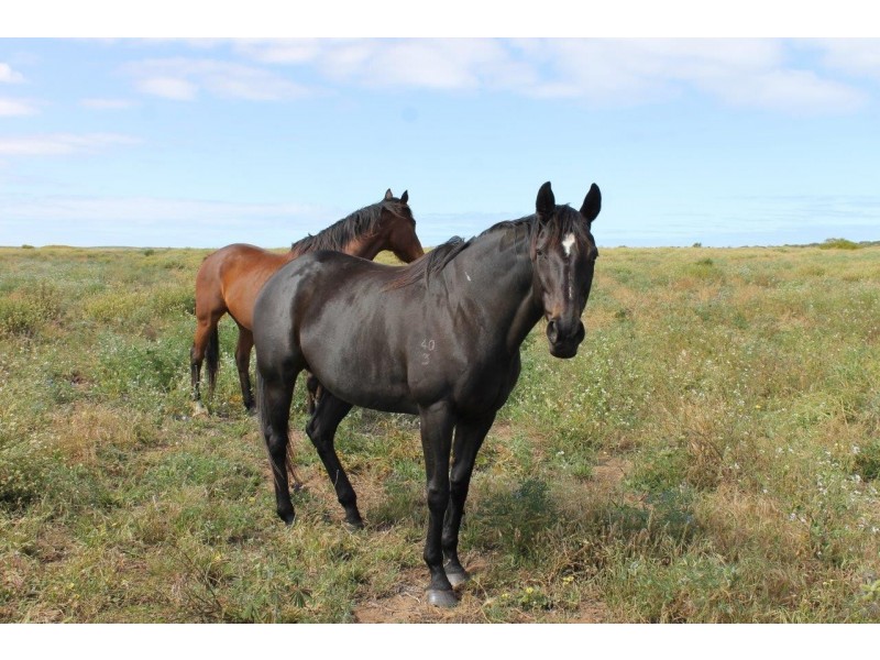 198 Byne Park Road, Narngulu WA 6532