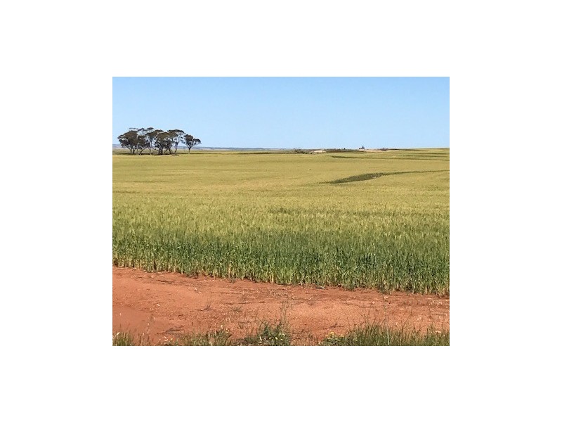 ‘Stonehaven’ Bruce Rock – Quairading Road, Kwolyin WA 6385