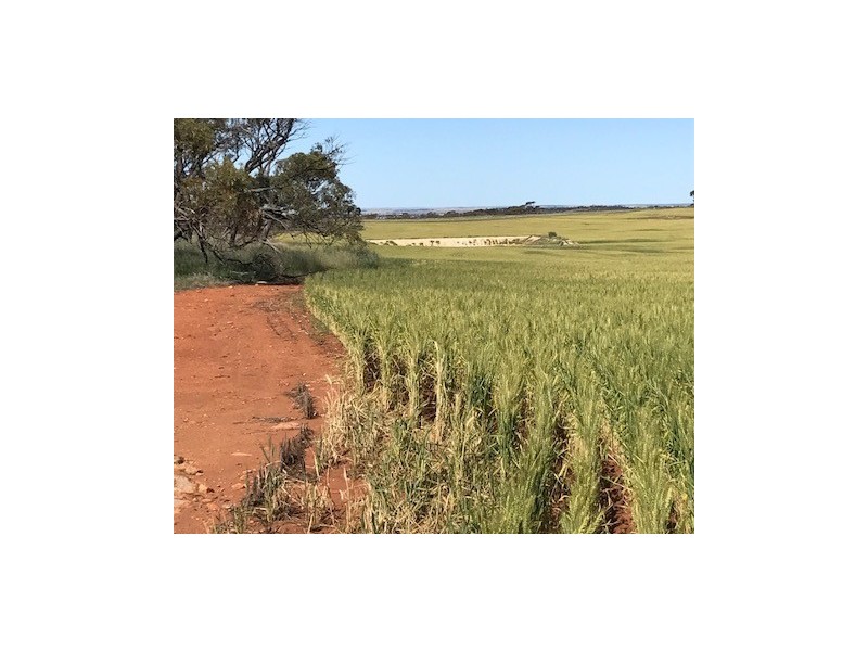 ‘Stonehaven’ Bruce Rock – Quairading Road, Kwolyin WA 6385