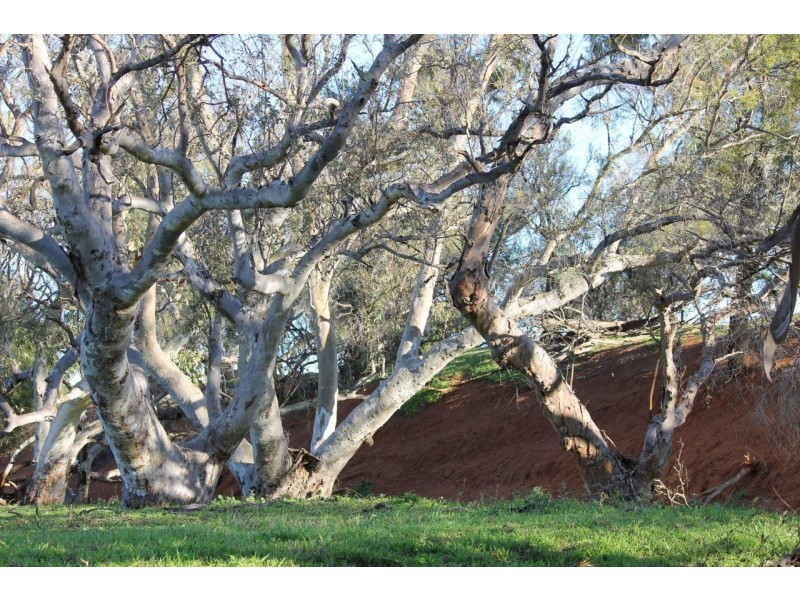 Lot 1002 Isseka Road East, Bowes WA 6535