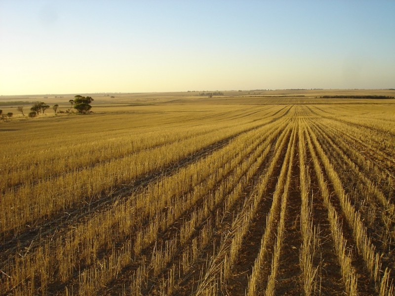 Lot 9950 Carot Well Road, Dalwallinu WA 6609