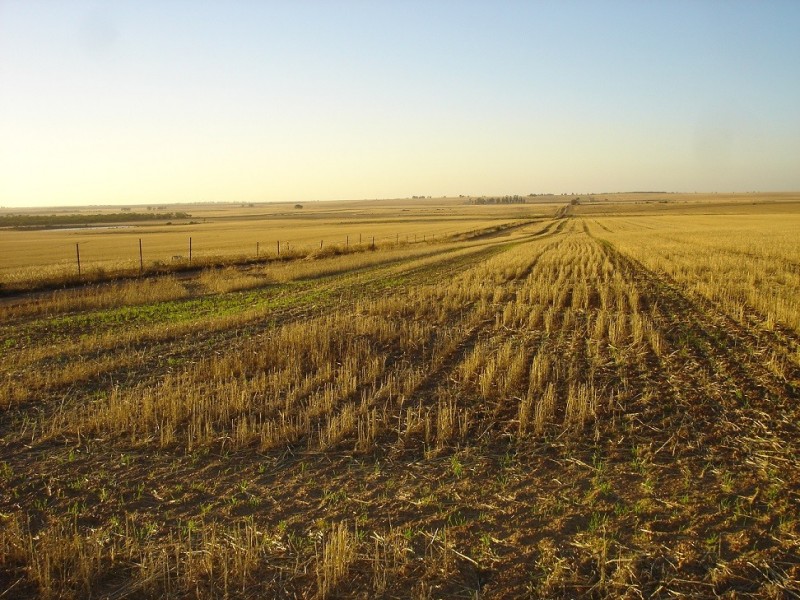 Lot 9950 Carot Well Road, Dalwallinu WA 6609