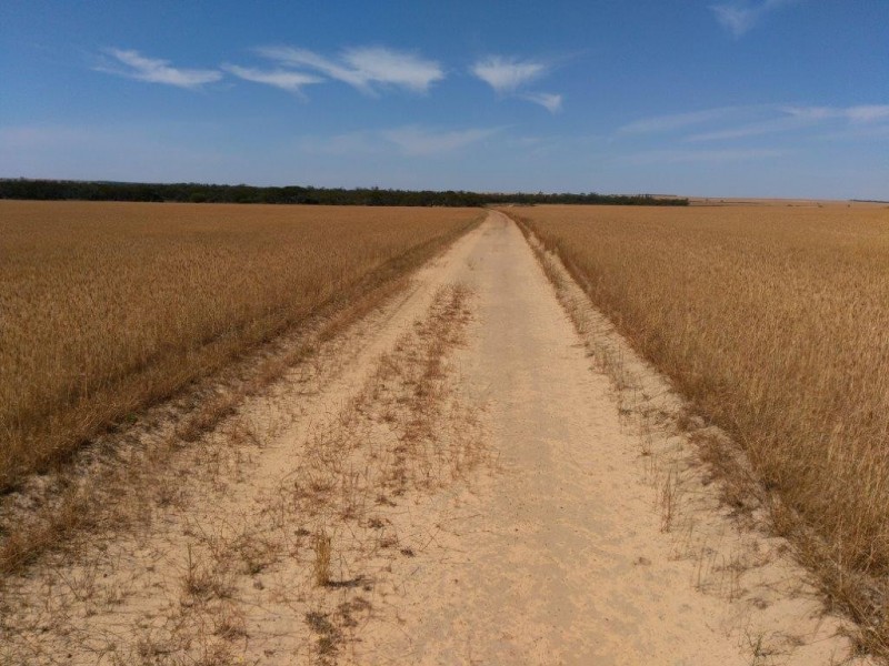 Lot 9950 Carot Well Road, Dalwallinu WA 6609