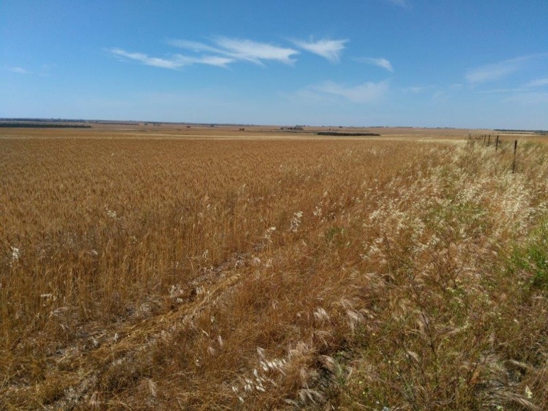 Lot 9950 Carot Well Road, Dalwallinu WA 6609