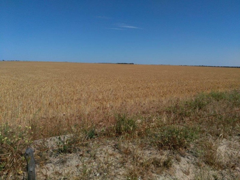 Lot 9950 Carot Well Road, Dalwallinu WA 6609