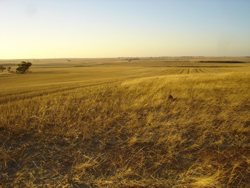 Lot 9950 Carot Well Road, Dalwallinu WA 6609