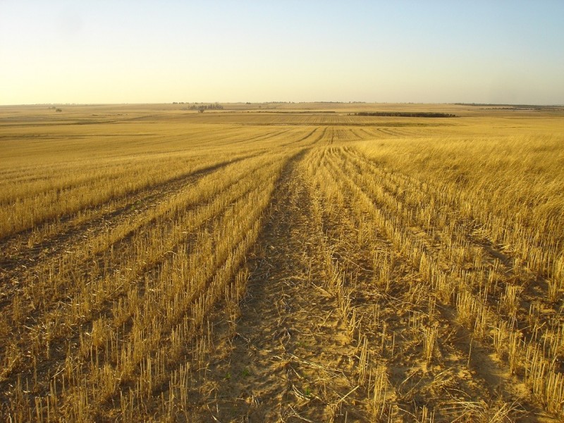 Lot 9950 Carot Well Road, Dalwallinu WA 6609