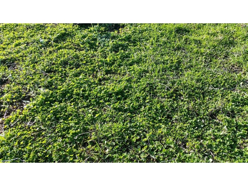 35 Chinganning Road, Copley WA 6562