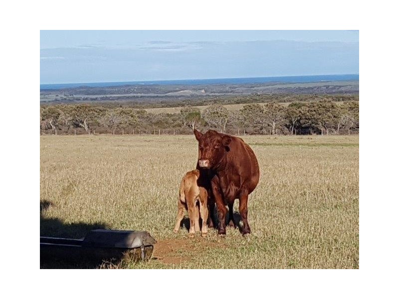 351 Pye Road, Yardarino WA 6525