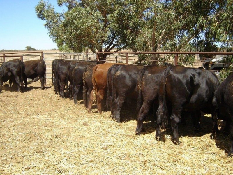 351 Pye Road, Yardarino WA 6525