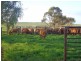 351 Pye Road, Yardarino WA 6525