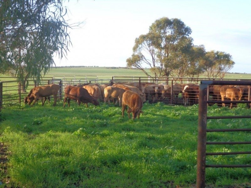 351 Pye Road, Yardarino WA 6525