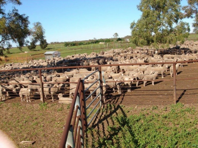 351 Pye Road, Yardarino WA 6525