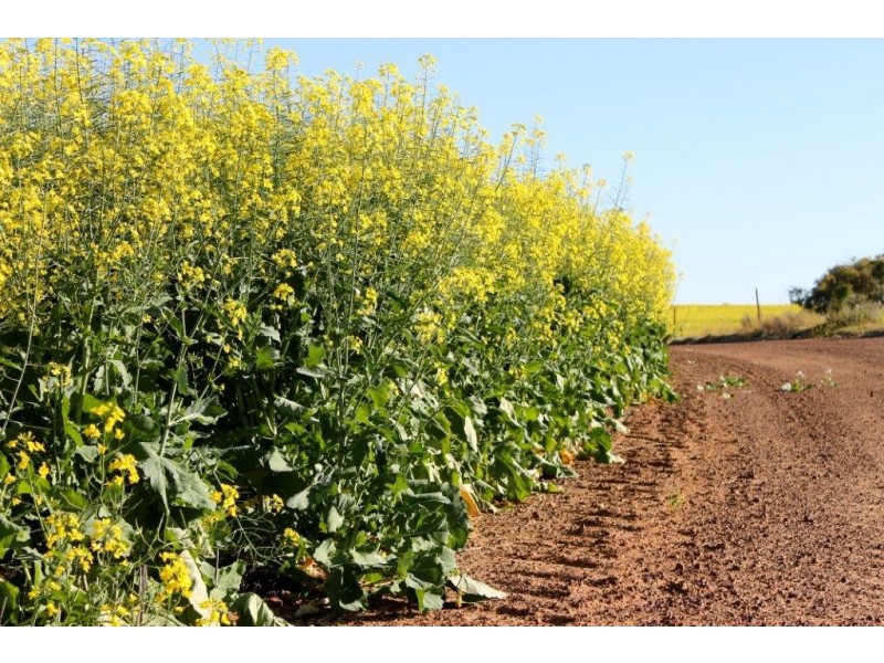 Carsim Farms “Googoolili” 8780 North West Coastal Highway, Binnu WA 6532