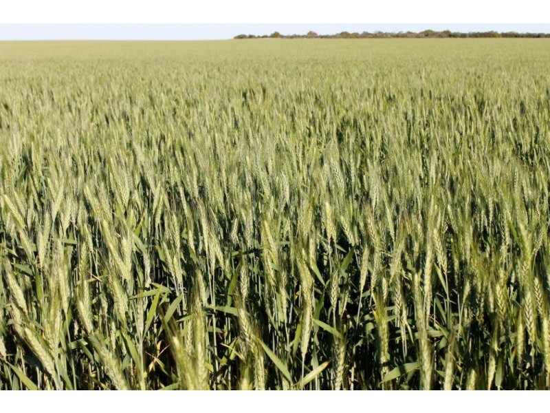 Carsim Farms “Googoolili” 8780 North West Coastal Highway, Binnu WA 6532