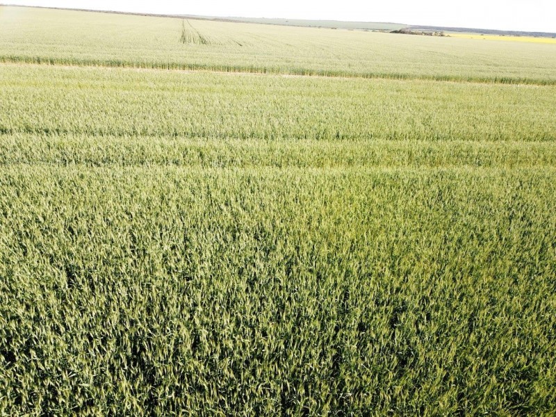 Carsim Farms “Googoolili” 8780 North West Coastal Highway, Binnu WA 6532