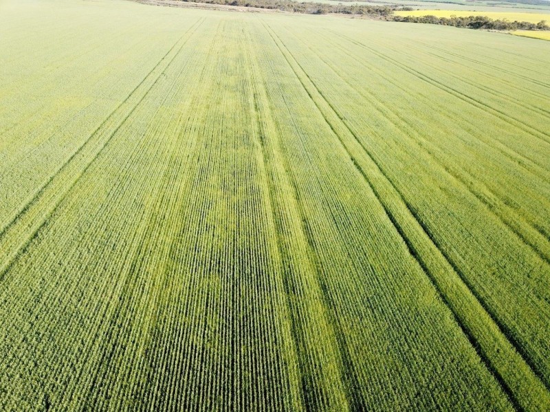 Carsim Farms “Googoolili” 8780 North West Coastal Highway, Binnu WA 6532