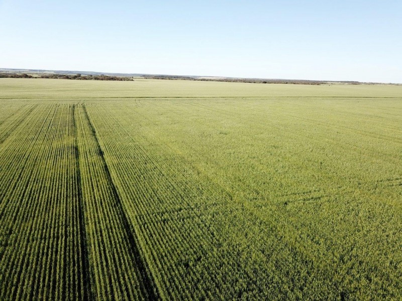 Carsim Farms “Googoolili” 8780 North West Coastal Highway, Binnu WA 6532