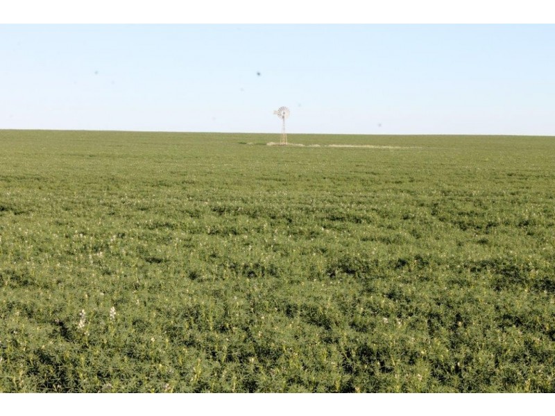 Carsim Farms “Googoolili” 8780 North West Coastal Highway, Binnu WA 6532