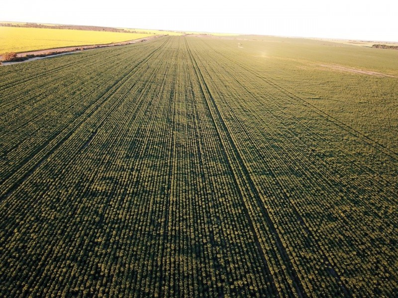 Carsim Farms “Googoolili” 8780 North West Coastal Highway, Binnu WA 6532