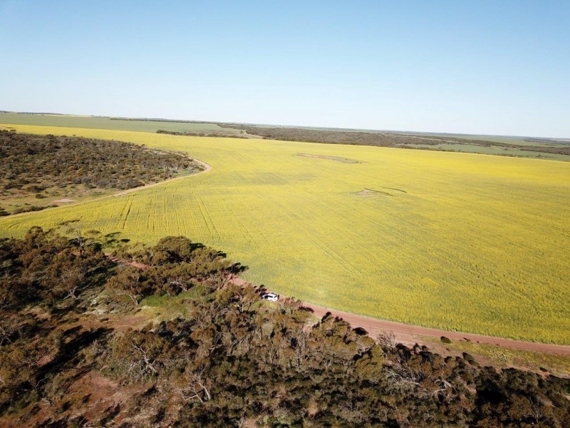 Carsim Farms “Googoolili” 8780 North West Coastal Highway, Binnu WA 6532
