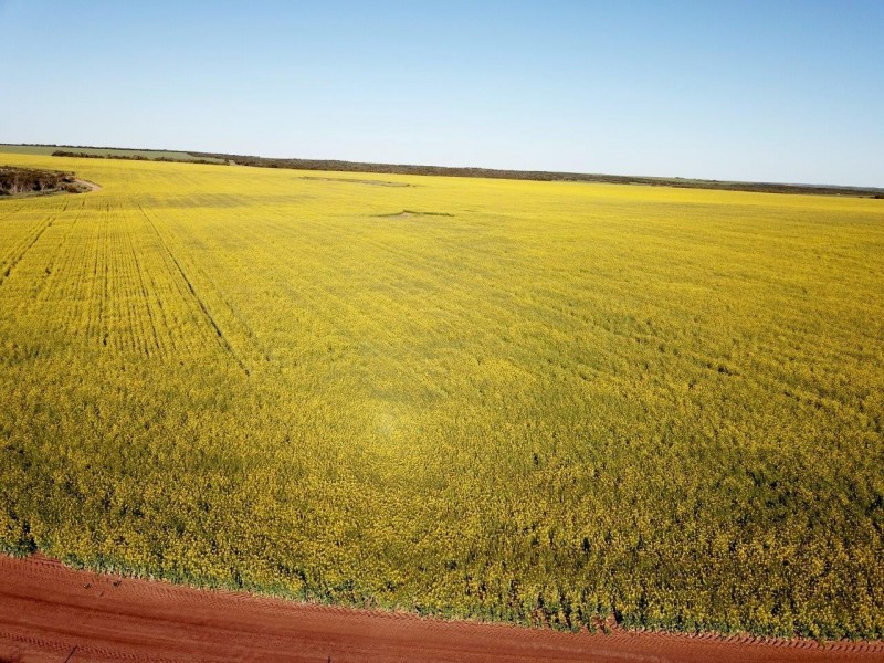 Carsim Farms “Googoolili” 8780 North West Coastal Highway, Binnu WA 6532