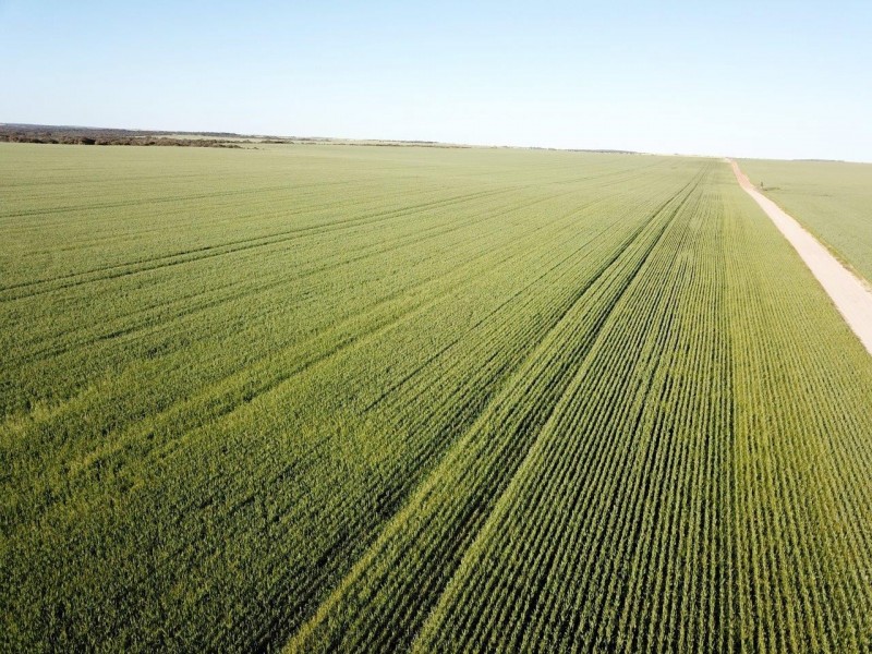 Carsim Farms “Googoolili” 8780 North West Coastal Highway, Binnu WA 6532