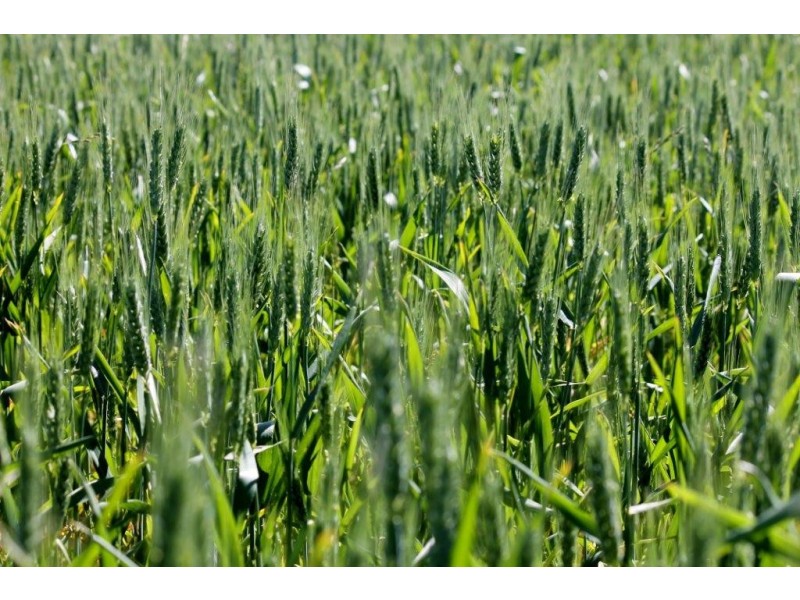 Lots 6090 and 6091 Tenindewa Road North, Tenindewa WA 6632