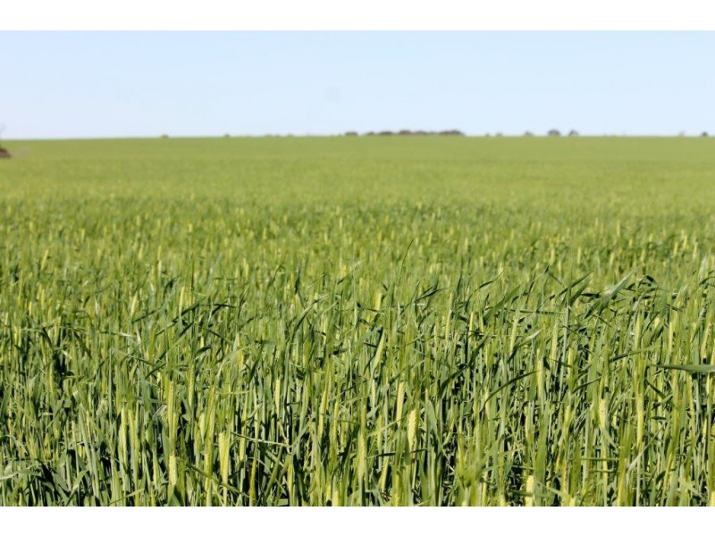 Lots 6090 and 6091 Tenindewa Road North, Tenindewa WA 6632