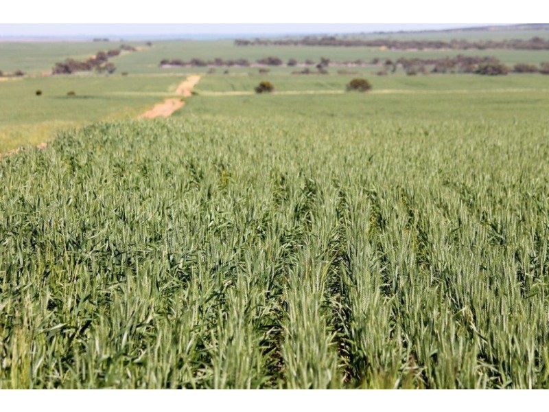 Lots 6090 and 6091 Tenindewa Road North, Tenindewa WA 6632