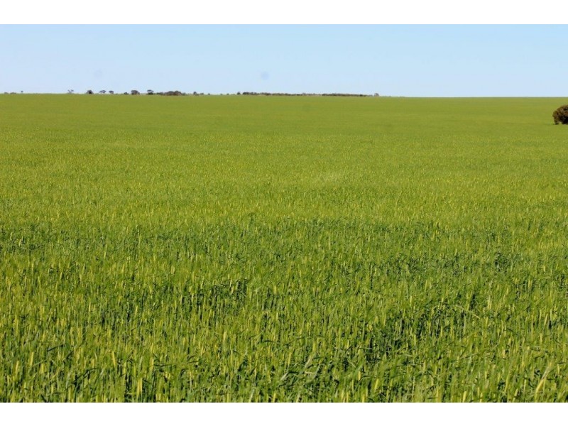 Lots 6090 and 6091 Tenindewa Road North, Tenindewa WA 6632