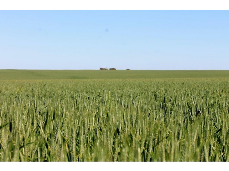 Lots 6090 and 6091 Tenindewa Road North, Tenindewa WA 6632