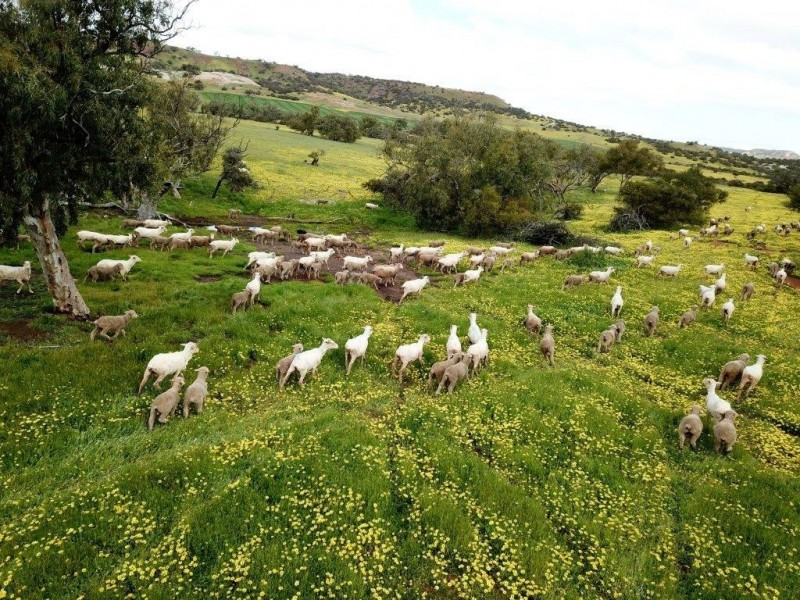 ‘Minninooka Farm’ 1586 Minnenooka Road, Minnenooka WA 6532