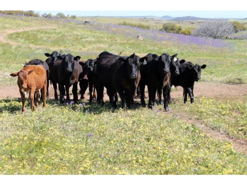 ‘Fig Tree’ Forrester Road, Mount Erin WA 6532