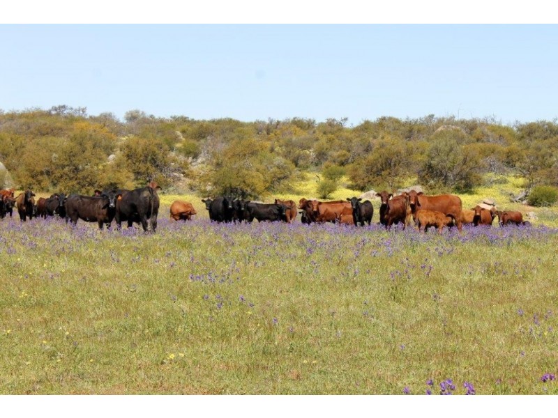 ‘Fig Tree’ Forrester Road, Mount Erin WA 6532