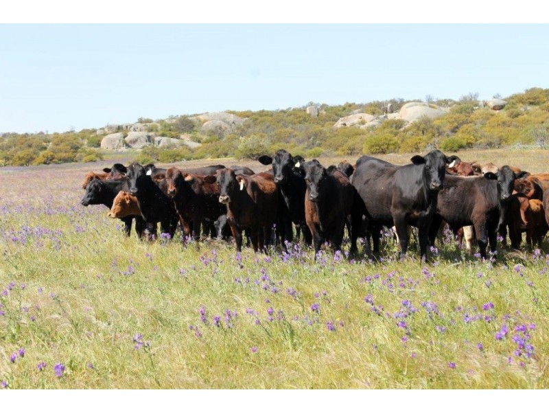 ‘Fig Tree’ Forrester Road, Mount Erin WA 6532