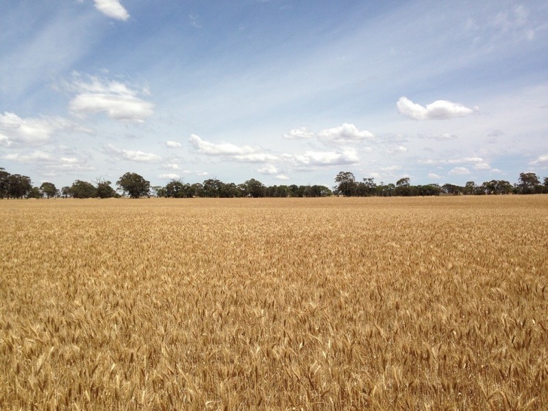 ”One Peak” Dalton Road, Yealering WA 6372