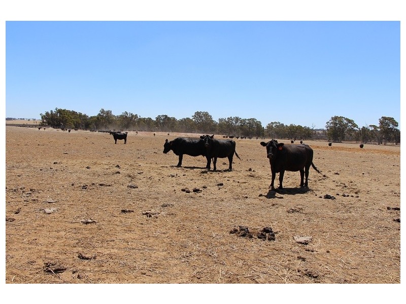 ”One Peak” Dalton Road, Yealering WA 6372