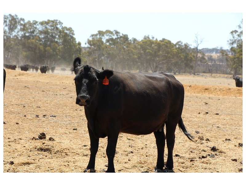 ”One Peak” Dalton Road, Yealering WA 6372