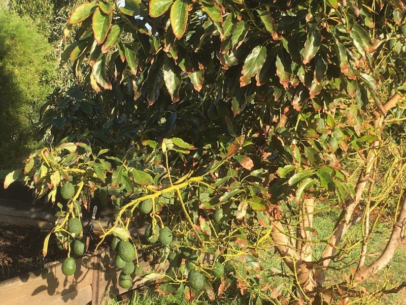 Lot 5 River Road, Donnybrook WA 6239