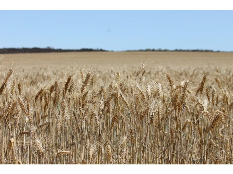 1415 Brooks Road, Ajana WA 6532