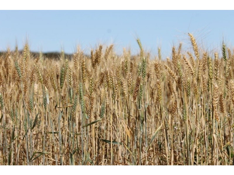 1415 Brooks Road, Ajana WA 6532