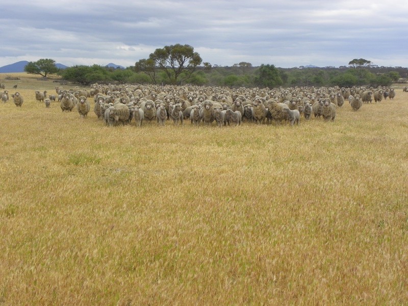 ” Warunga” Lot 6115 Formby Road South, Borden WA 6338