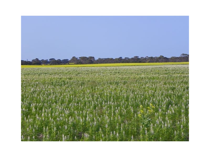 ‘Pingarnup Estate’ Martens Road, Pingrup WA 6343