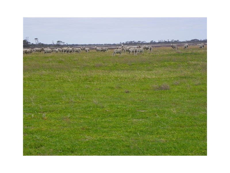 ‘Pingarnup Estate’ Martens Road, Pingrup WA 6343