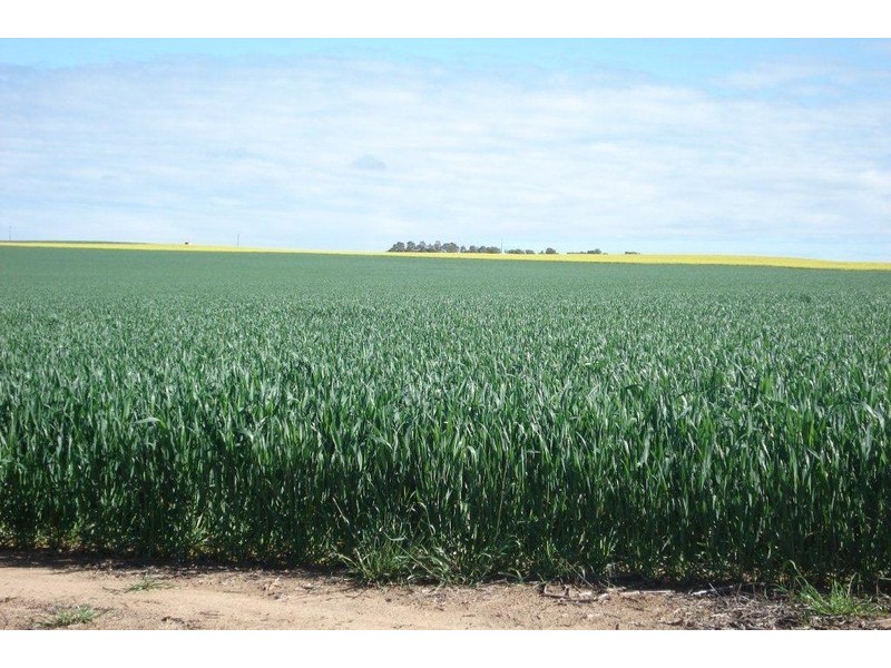 ‘Tama’ 101 Bartlett Road, Watheroo WA 6513